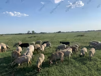 Schaf, Katum sheep — Foto 8