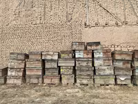 Asal ari yashiqlari — الصورة 2
