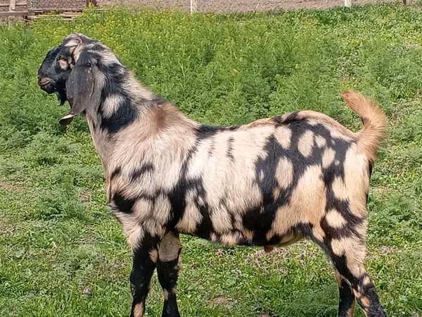 Эчки теке, Нубий эчкиси же англо-нубийская