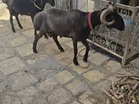 母羊, Sheep — 照片 5