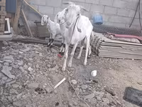عنزة, الماعز — الصورة 6
