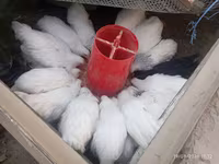 Chickens — 6-rasm