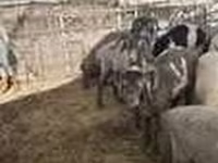 母羊, Sheep — 照片 8
