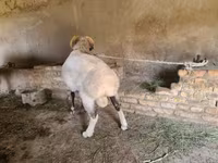 Кочкор, Рён кочкору — сүрөт 2