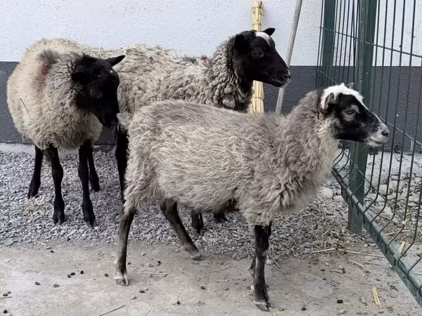 Кочкор, Гиссар койу — Кыргызстан