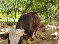 ثور, Simmental cattle — الصورة 3