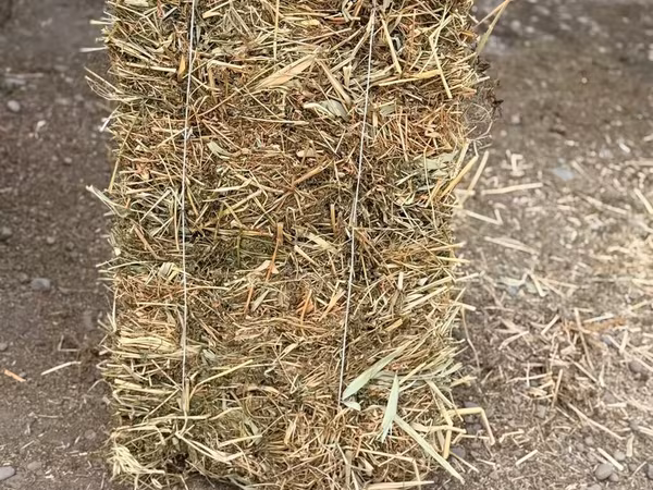 Продаётся сено, под покровная 1-й укос продаётся срочно само вывоз