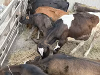 ثور, Russian Black pied cattle — الصورة 1