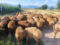 Oveja, Ovejas — foto 7