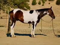 Horse (M), National Show Horse — photo 1