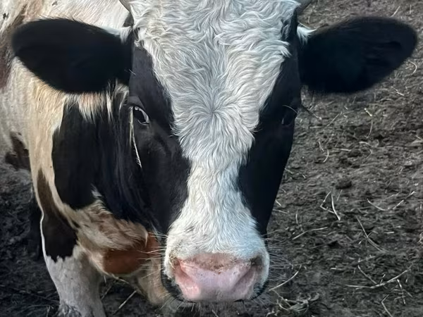 Toro, Ganado vacuno