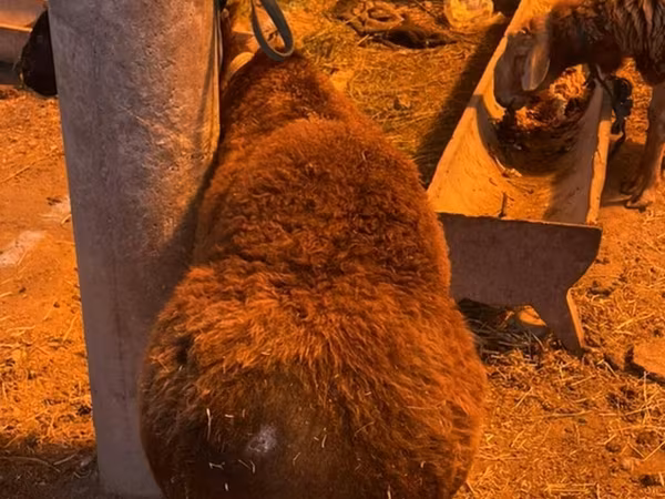 Hissar sheep