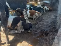 Vaca, Raza Holstein — foto 2