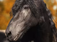 Horse (M), Friesian — photo 1