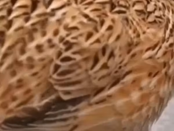 Quails