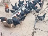Chickens — Foto 2