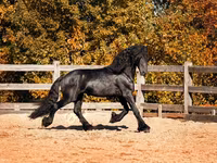 Horse (M), Friesian — photo 2