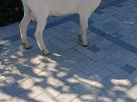 Billy Goat, Saanen goat — photo 2
