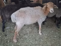 Oveja, Ovejas — foto 1
