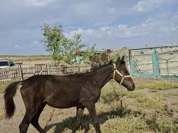 فرس, Kazakh horse — كازاخستان
