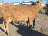 गाय, Simmental cattle — फ़ोटो 6