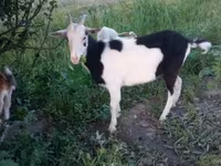 बकरी, Saanen goat — फ़ोटो 3