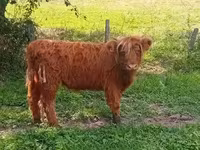 Сиыр, Highland — 3-сурет