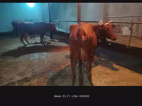 Vaca, Ganado vacuno — foto 5