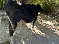 Уй, Голштин тукуму — сүрөт 3