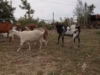 Эчки теке, Нубий эчкиси же англо-нубийская — сүрөт 3