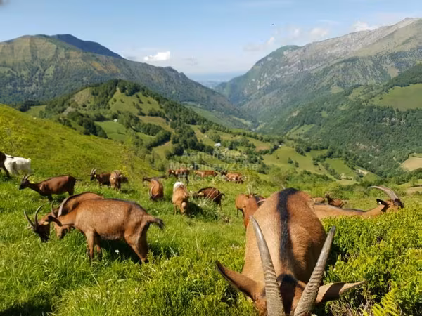 Cabra, Alpine goat