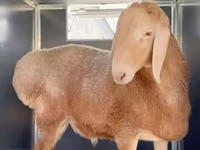 Кочкор, Рён кочкору — сүрөт 4