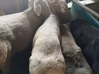 Carnero, Rhon sheep — foto 4
