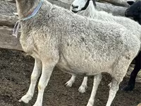 Schaf, Schafe — Foto 1