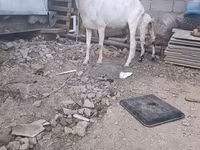 عنزة, الماعز — الصورة 4
