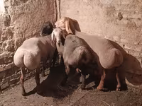Кочкор, Рён кочкору — сүрөт 1