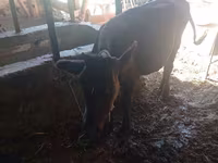 Vaca, Ganado vacuno — foto 1