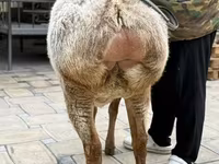 نعجة, Arashan sheep — الصورة 6