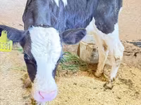 Bulle, Holstein-Rasse — Foto 7