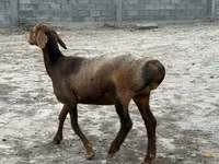 भेड़, भेड़ — फ़ोटो 5
