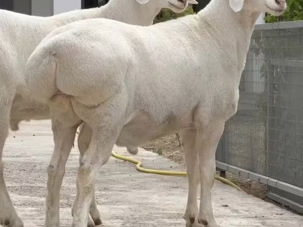 Кочкор, Койлор
