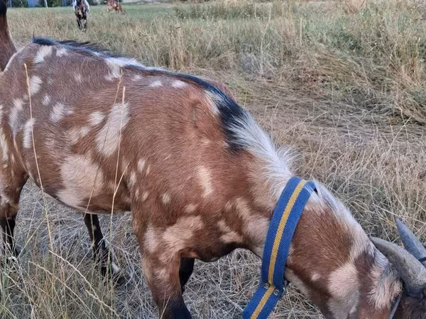 Эчки теке, Нубий эчкиси же англо-нубийская