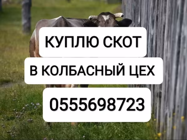 گاو