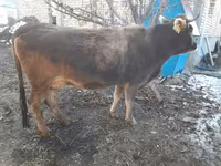 Kuh, Swiss cattle — Foto 6