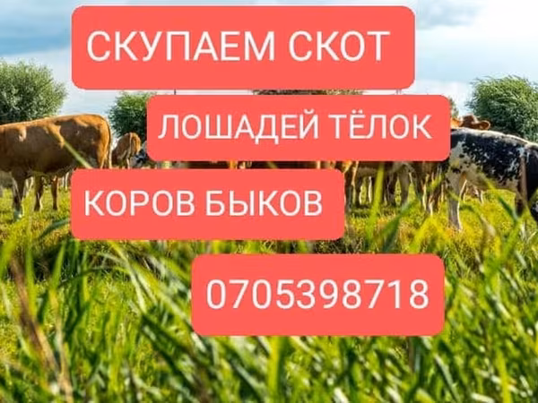 گاو
