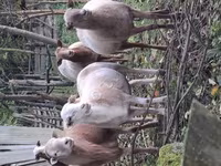 Qoʻchqor, Katum sheep — 3-rasm
