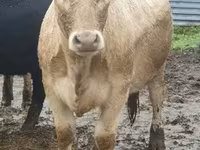 Buqa, Yaroslavl cattle — 2-rasm