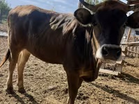 Cow, Swiss cattle — photo 1