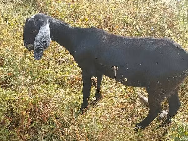 母山羊, Nubian Goat
