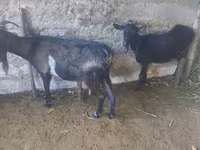 Cabra, Cabras — foto 2